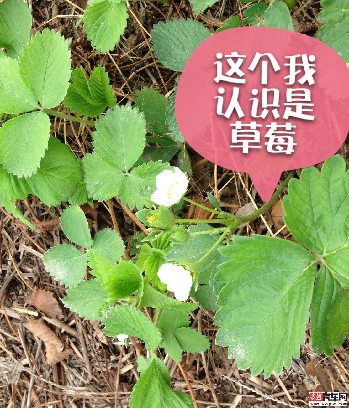 补充协议 014.jpg