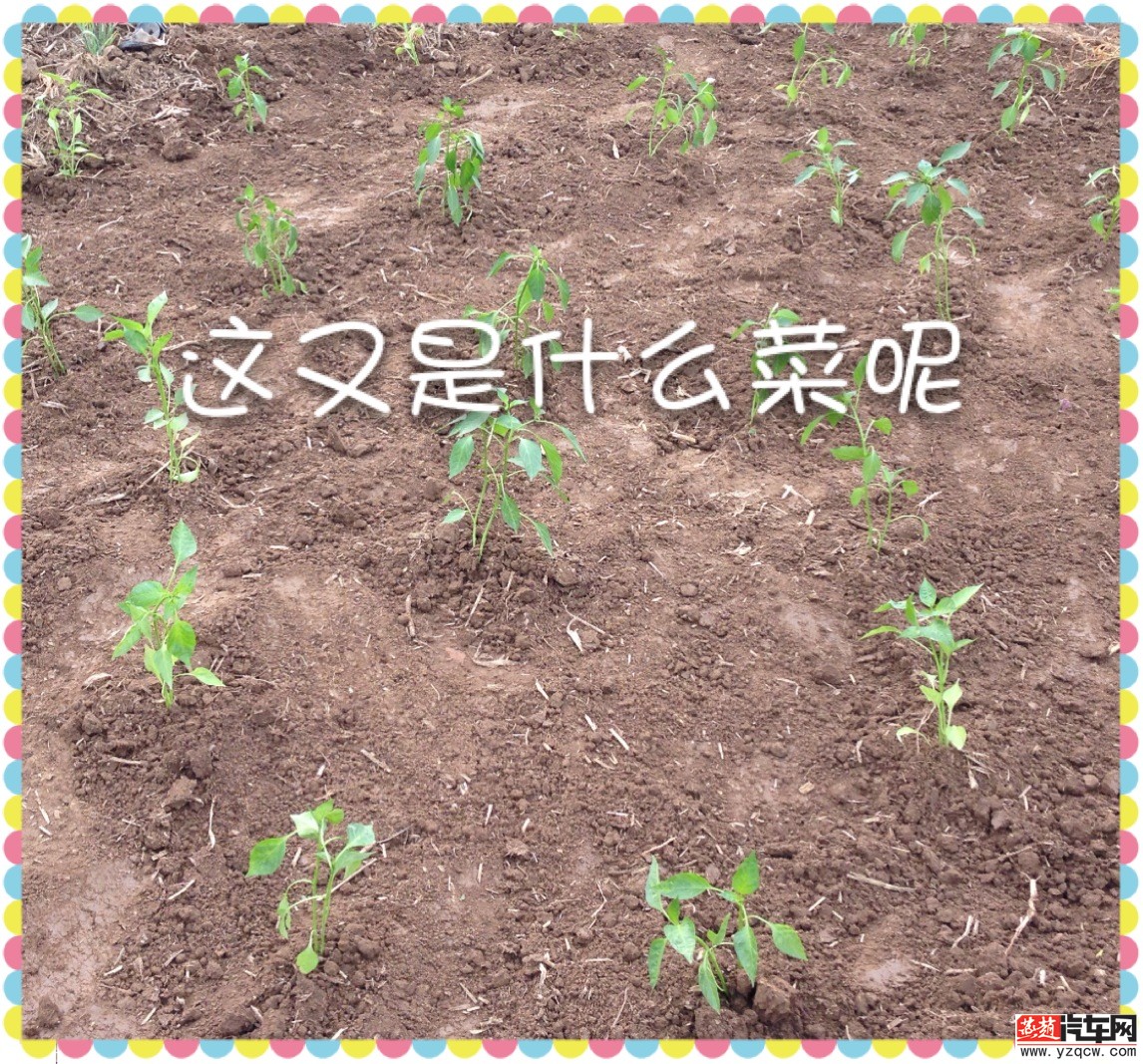 补充协议 005.jpg