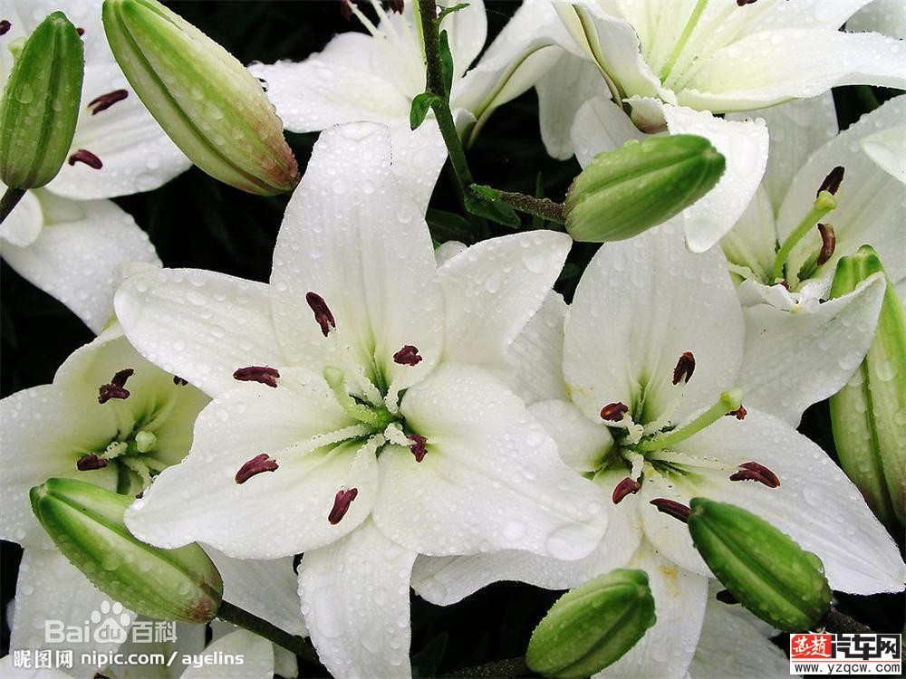 百合花2.jpg