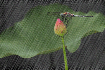 t01e8c8c1855f587a2d.gif