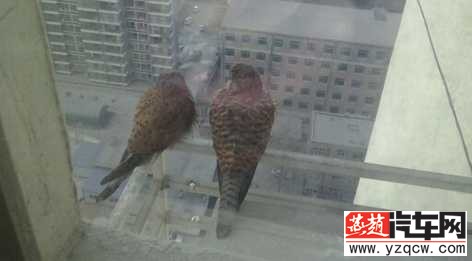 我家窗外的海东青.jpg