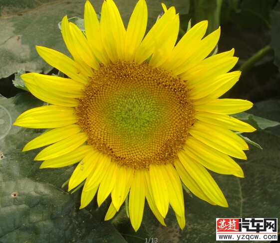 81696a1bd5122912ae9ca0359c950198e405e1d7957450924476fd0fa4469914.jpg