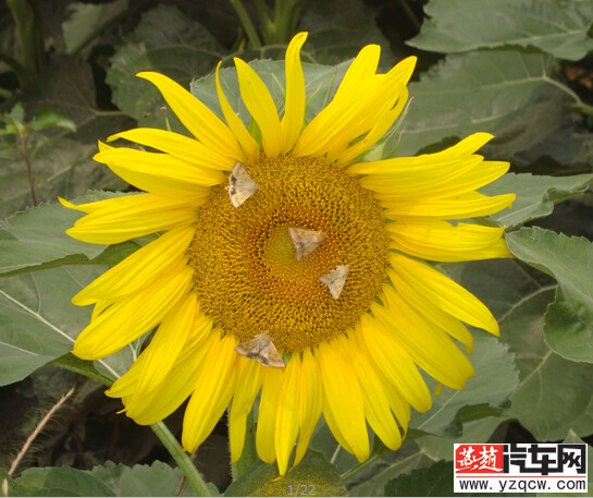 d1f975cef6a4674e3543c4c1ecf0ee25607d7b4630a957d9d7f1f518f65f8025.jpg