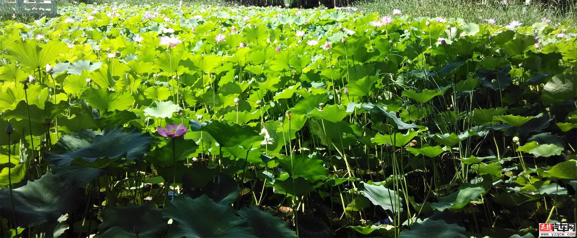 IMG_20140713_102152_2345看图王.jpg