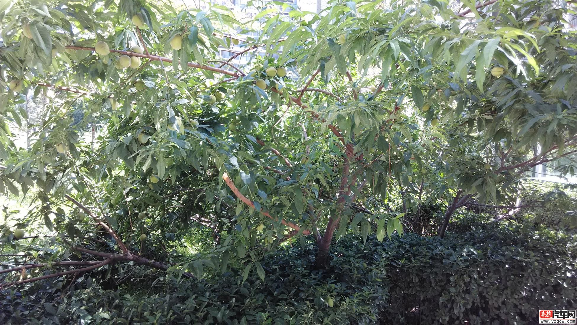 IMG_20140713_091637.jpg