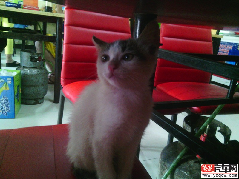 猫.jpg
