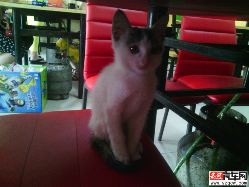 猫0.jpg