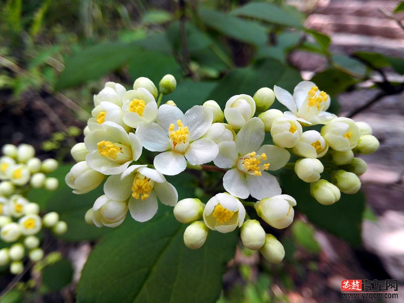 IMG_20150516_123512_副本.jpg