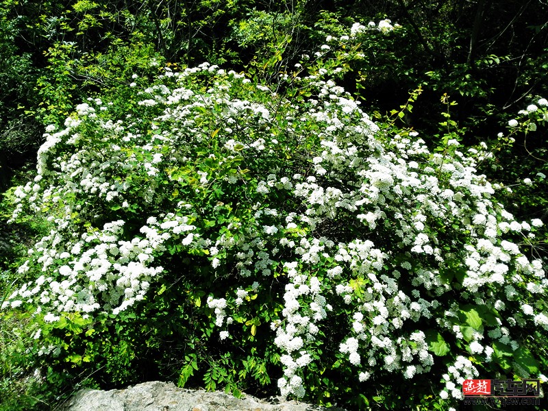 IMG_20150516_123701_副本.jpg